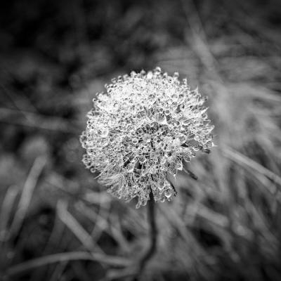 Autza16 Janvier 20252c8a9450