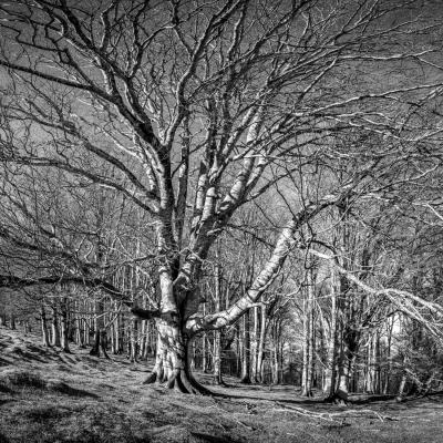 Hetre Irau 1 Modifier