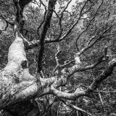 Irau09 Mai 20252c8a1753 2