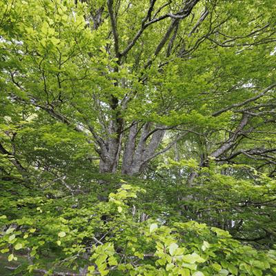 Irau09 Mai 20252c8a1728