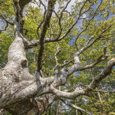 Irau09 Mai 20252c8a1753 2 2